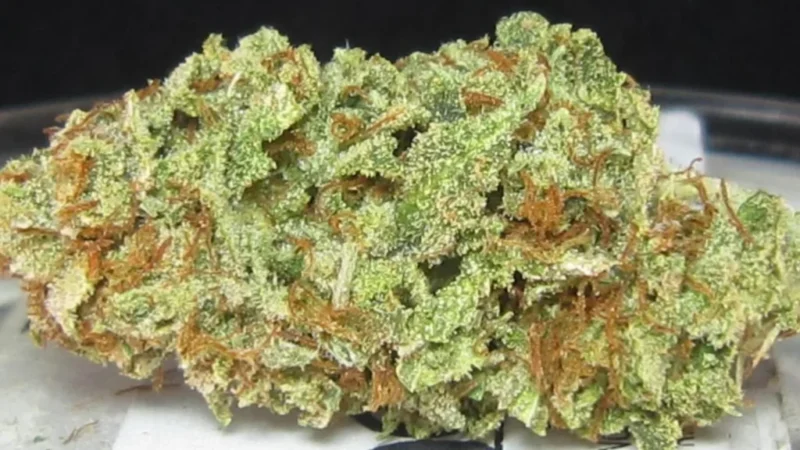 Buy Super Sour Diesel Strain Online in Germany | Premium Sativa with Fast Delivery