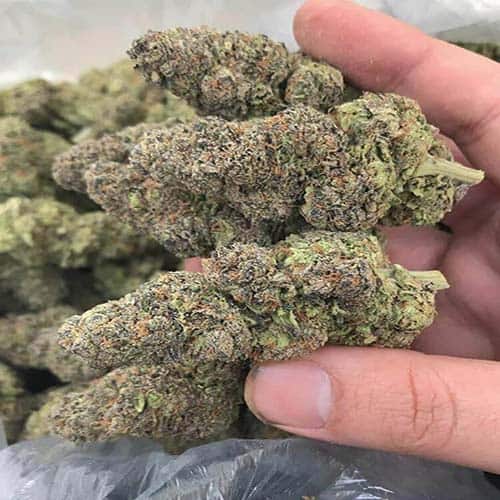 Buy Blue Dream Strain Online in Germany | Premium Hybrid Cannabis for Relaxation and Euphoria